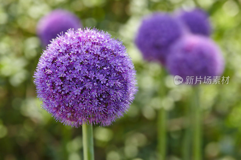 大洋葱(Allium Giganteum)开花